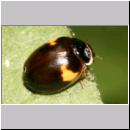 Adalia decempunctata - Zehnpunkt 08c.jpg